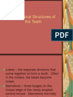 Anatomical Structures of Teeth