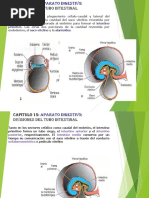 Capitulo 15 Embriologia Del Aparato Digestivo