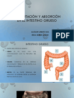 Fermentación y Absorción en El Intestino Grueso