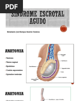 Seminario Escroto Agudo