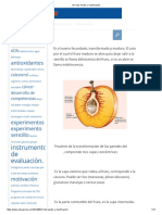 El Fruto Partes y Clasificación