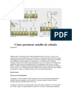 Cómo Germinar Semilla de Cebada