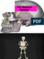 Skeletal System