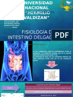 Intestino Delgado