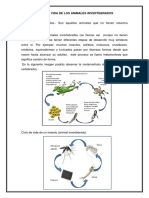 Ciclo de Vida de Los Animales Invertebrados