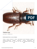 Tribolium SPP - Biologi, Siklus Hidup, Ekologi Serta Kepentingan Ekonomi