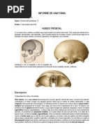 Informe de Anatomia