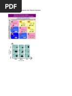 Matriz de Administración Del Talento Humano