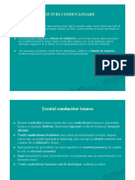 Curs 5 Morfologie PDF