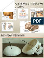 5 Barreras Defensivas e Irrigación Samguínea Del SNC