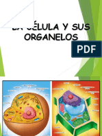 La Célula y Sus Organelos