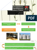 Microorganismos Putrefactivos en Cereales y Granos 