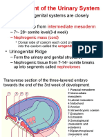 Development Urinary System