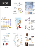 Stem Cells: Self-Renewal Differentiation