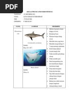 Kelas Pisces Chondricthyes