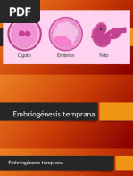 Embriogenesis Temprana