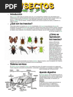 INSECTOS