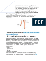 Extremidades Superiore e Inferiores Del Cuerpo Humano