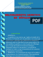 Mejoramiento Genetico Bufalo