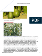 Avocado Cultivation Information Guide