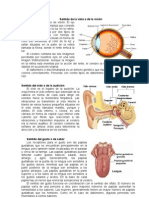 Los Sentidos y Sus Cuidados
