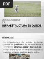 Infraestructura en Ovinos