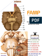 Nervos Cranianos