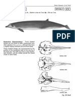 Mesoplodon Mirus True, 1913: Ziph Mes 9 BTW