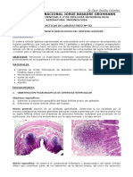 Inmunologia Del Sistema Linfatico