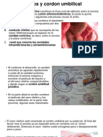  Cordon Umbilical