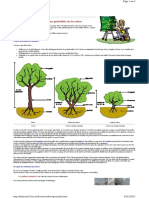 Quelques Généralités Sur Les Arbres