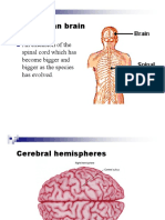 03 Brain Basics