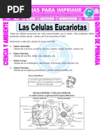 Celula Eucariota Animal Vegetal PDF