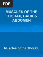 Muscles of The Thorax Back Abdomen