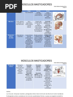 Musculos Masticadores