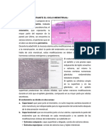 ENDOMETRIO Histologia