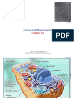 Genes and Chromosomes: Lehninger. Principles of Biochemistry. by Nelson and Cox, 5 Edition W.H. Freeman and Company