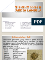 Balantidium Coli & Giardia Lambila