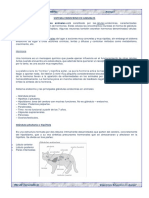 Sistema Endocrino en Animales