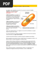 Celula Procarionte y Celula Eucarionte