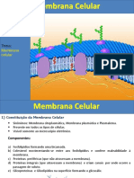 Membrana Plasmática