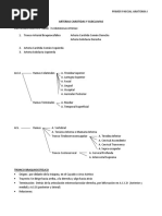 Arterias Carotidas y Subclavias. Primer Parcial Anatomia