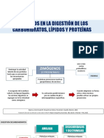 Zimogenos en La Digestion de Carbohidratos, Lipidos y Proteinas