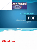 HISTOLOGIA Glandulas