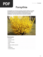 Forsythia