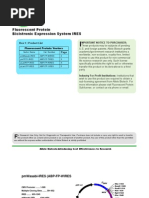 Fluorescent Protein Bicistronic Expression 