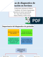 Técnicas de Diagnostico de Gestación en Bovinos