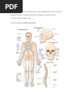Embriologia Del Sistema Oseo