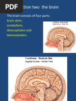 Brain Stem