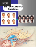 Sistema Limbico